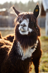 Obraz premium portrait of lama