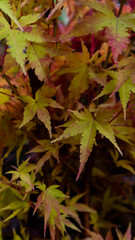 maple leaves in autumn