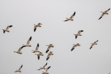 Snow Geese fly over Pennsylvania farmland during the Spring migration.