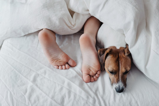 Legs of a child under a white blanket next to a cute dog Jack Russell Terrier.