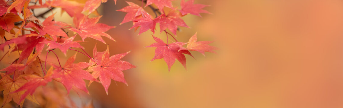 Happy Fall Autumn Season For Banner Background.