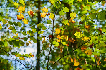  Leaves of young maple in October