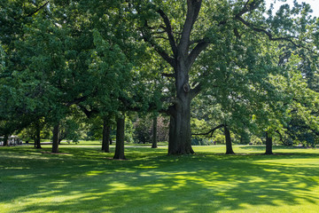 Fototapeta na wymiar Big trees in a large urban park