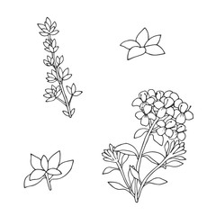 Hand drawn sketch thyme set. Organic vector plants.