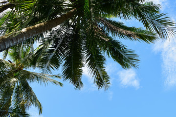Fototapeta na wymiar Green leaf of coconut tree isolated with blue sky