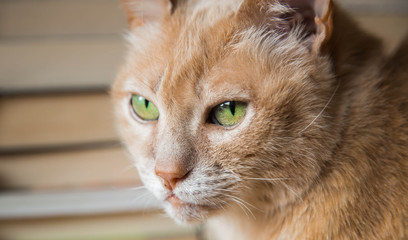 Bookworm cat with green eyes laying in front of pile of books