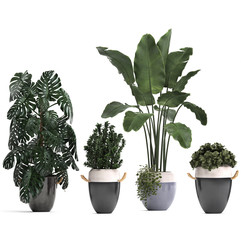 tropical plants on a white background