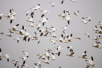 Snow Geese fly over Pennsylvania farmland during the Spring migration.