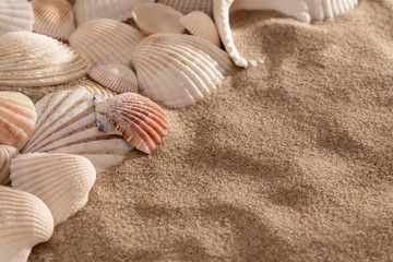 Shells on the beach with copy space
