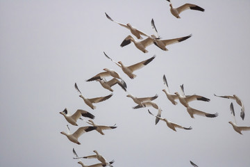 Snow Geese fly over Pennsylvania farmland during the Spring migration.