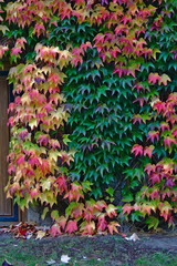 Buntes Farbenspiel im Herbst