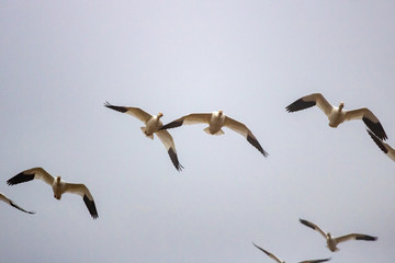 Snow Geese fly over Pennsylvania farmland during the Spring migration.
