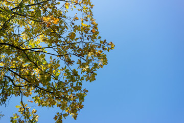 autumn oak leaves against the blue sky