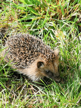 Igel sucht ein Winterquartier