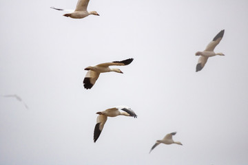 Snow Geese fly over Pennsylvania farmland during the Spring migration.