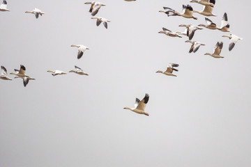 Snow Geese fly over Pennsylvania farmland during the Spring migration.