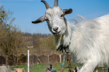 Goat in the barnyard looking at the camera