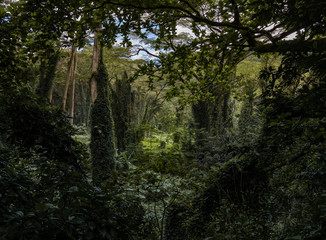 Views from Manoa falls trail, Honolulu Hawaii
