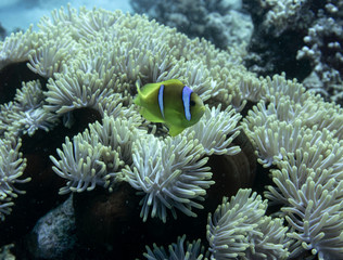 Naklejka na ściany i meble Clown Anemonefish, Amphiprion percula, swimming among the tentacles of its anemone home.