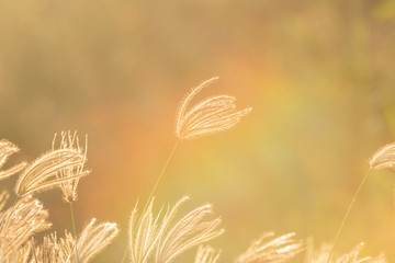Wild grass againt the sunlight in morning or sunset, beautiful rimlight with selective focus