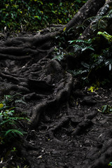 Large tree roots,  Manoa falls trail, Honolulu Hawaii