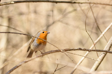 The European robin (Erithacus rubecula)