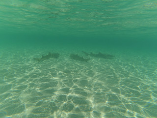 Fototapeta na wymiar Baby sharks in green ocean