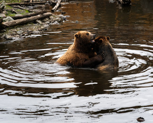 Rescued brown bears play fight at The Fortress Of The Bear, in Sitka, Alaska