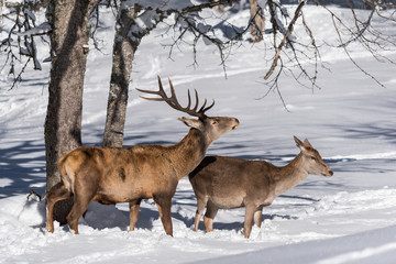 Naklejka na ściany i meble A male and a female red deer in the winter