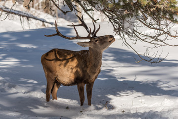 A male red deer feeds on pine branches in the winter