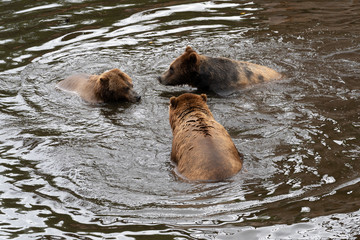 Fototapeta premium Rescued brown bears play in water at The Fortress Of The Bear, in Sitka, Alaska