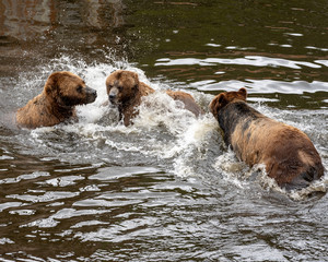 Rescued brown bears play at The Fortress Of The Bear, in Sitka, Alaska