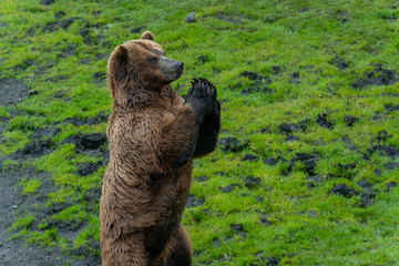 Rescued brown bear asks for food at The Fortress Of The Bear, in Sitka, Alaska