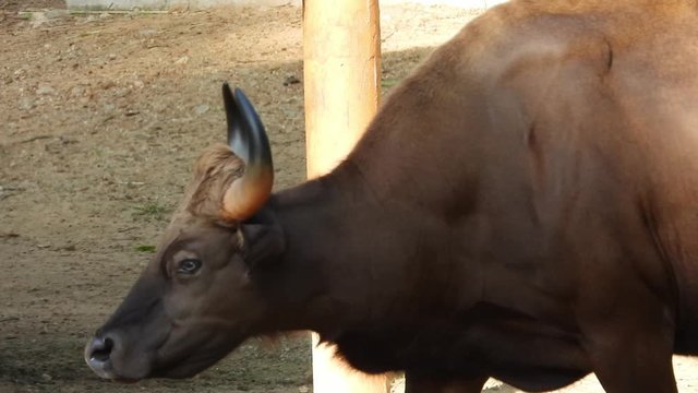 Indian Bison walking in sunny day at zoo. Tracking shot