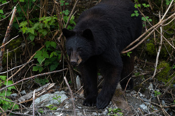Obraz na płótnie Canvas Rescued juvenile black bear at Fortress of the bear in Alaska 