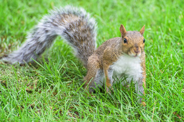 Brown squirrel over green grass