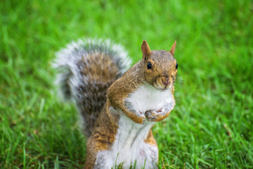 Brown squirrel over green grass