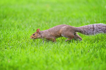 Brown squirrel over green grass