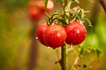 Bunch of ripe natural cherry red tomatoes in water drops growing in a greenhouse  ready to pick