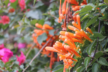 Natural Orange Color Fresh Flowers in Garden Park Close Up for Greetings Wallpaper Love Festival...