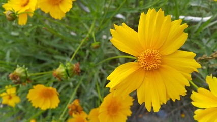 Closeup view of lovely yellow flower against a green leaves background