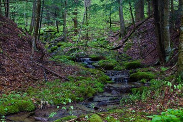 Small waterfall along a hiking trail in Canaan Valley, West Virginia 