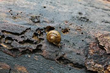 Small snail on a log