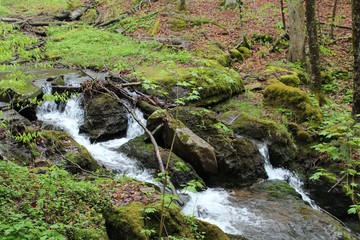 Small waterfall along a hiking trail in Canaan Valley, West Virginia 