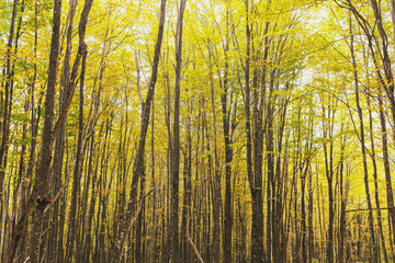 Autumn forest with trees and golden foliage in the riverbed, with soft sunlight.