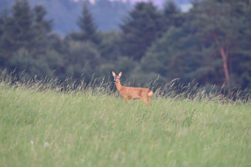 Doe deer hidden in high autumn grass camouflaged