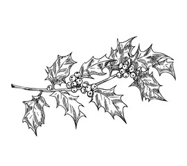 Holly branch. Winter plant decoration. Line art style.