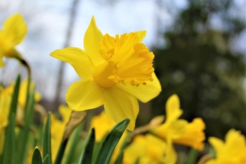 Fototapeta premium Beautiful Daffodil that just bloomed for the spring