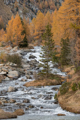 Shades of autumn, the creek 