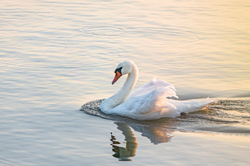 Schwan, Cygnus